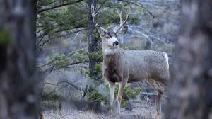 Emerging Disease ‘Zombie Deer’ Raises Alarming Concerns of Human Transmission