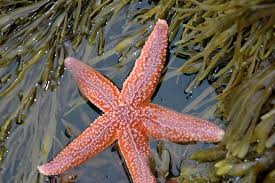 Scientists say California sea star die-off may be due to a combination of parasites, bacteria, pollution and acidification