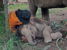 New Elephant Home | Chiang Mai