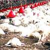 Story image for South Korea raises bird flu alert after confirming first case since April from Vanguard