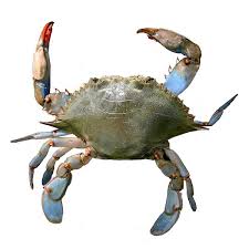 Image result for crabs