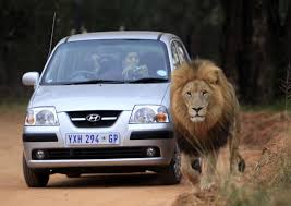 Image result for Lion kills woman at South African park