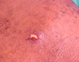 Image result for carbuncle