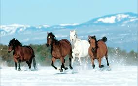 Image result for HORSE