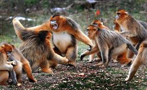 Image result for MONKEYS