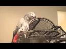 Pictures of 2 parrots talking sounds like singing <?=substr(md5('https://encrypted-tbn1.gstatic.com/images?q=tbn:ANd9GcTZstFuiz9adsKc0Ij1oJoZDMY7nLISdF62sbQTVtByDyXBeMr6xWjMW2FA'), 0, 7); ?>