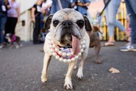 World’s Ugliest Dog contest 2026 – in pictures
