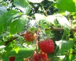 Obraz: Maliny (Rubus idaeus)