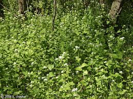 Image result for garlic mustard