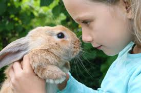 getting a handle on your rabbit Getting a Handle on Your Rabbit - getting-a-handle-on-your-rabbit