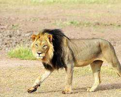 Lions in Kgalagadi Transfrontier Park