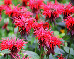 Image of Bee balm flowers