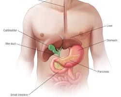 صورة البنكرياس (جهاز هضمي)