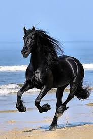 Image result for HORSE
