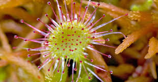 Image result for peat moss