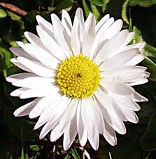 Image result for bellis perennis