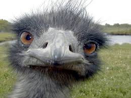 bird memes...