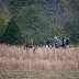 Realtor accused of chaining woman 'like a dog' killed at least 7 ...
