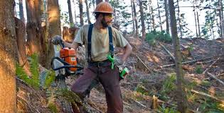 Image result for logger