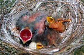 Image result for cuckoo bird nest parasitism