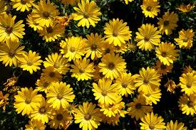 Flores amarillas: ¿21 de marzo o 21 de septiembre? Esta es la diferencia