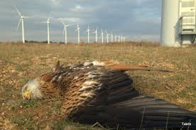 Image result for wind power eagles images