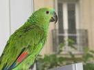 Pb comportement amazone a front bleu - Oiseaux - FORUM Animaux