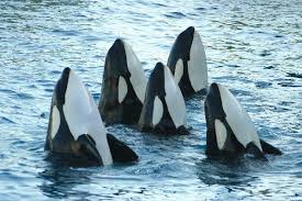 Image result for whales