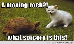 Image result for Animal Meme