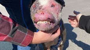 Sauvé de la rue, l'état de ce pitbull défiguré s'améliore de ...