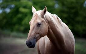 Image result for HORSE