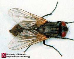 House fly (Musca domestica)