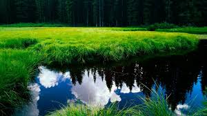 Image result for free nature