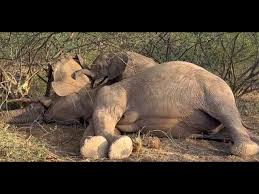 Heart-breaking footage of a young calf and his dead mother ...