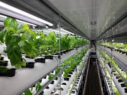 GREENHOUSE VEGETABLES ile ilgili görsel sonucu