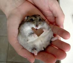Image result for fluffy hamster