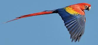 Image result for scarlet macaw, images