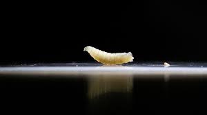 Un año después del primer caso de gusano barrenador en humanos, México acumula 253 casos de miasis y dos muertes en Yucatán y Oaxaca