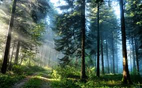 Image result for pine trees
