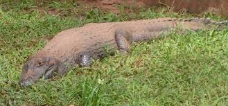 Resultado de imagen para fauna uruguaya