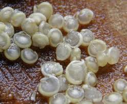 Like fish eggs or something.