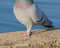 Imagem de Pombodoméstico (Columba livia)