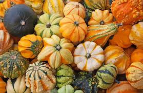 Znalezione obrazy dla zapytania dynia