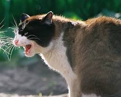 Two cats hissing and fightingの画像