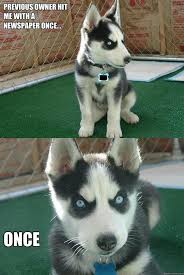 Image result for Animal Meme