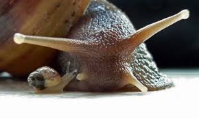 Image result for snail