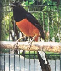 Hasil gambar untuk murai batu