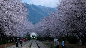 Hasil gambar untuk bunga sakura seoul