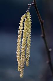 R&eacute;sultat de recherche d'images pour "inflorescence en chaton"