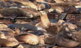 Record-Breaking Sea Lion Gathering Descends On San Francisco - Videos from The Weather Channel